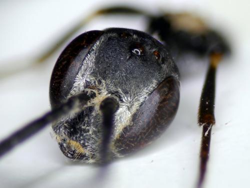 Gasteruption caucasicum
